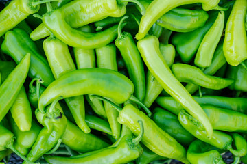 Green chilli on farm field