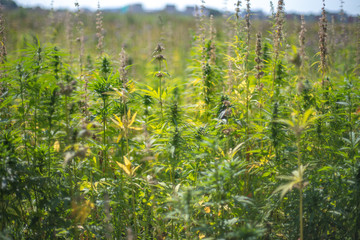 fields of industrial hemp in Estonia