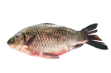 common carp in studio