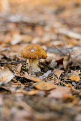 white mushroom boletus under a carpet of autumn leaves growing in the forest