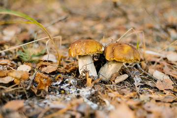 two porcini mushrooms under a carpet of autumn leaves growing in the forest