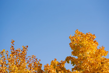 Autumn leaves with the blue sky background, Yellow bright colorful leaves and branches, fall themes, copy space