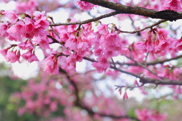 Vintage sakura or cherry blossom