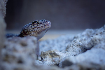 lizard on rock