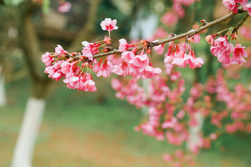 Vintage sakura or cherry blossom