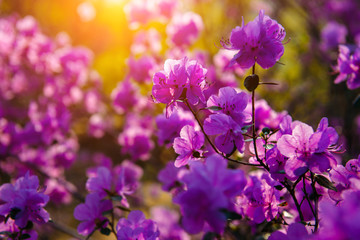 Beautiful lilac-pink rhododendron flowers in bright sunlight. Shrub strewn with delicate purple flowers, close-up, selective focus. Natural backgrounds, wallpapers, postcards.
