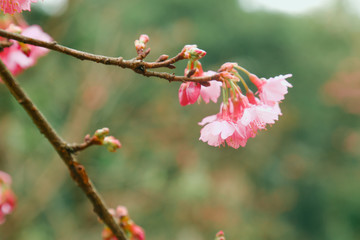 Vintage sakura or cherry blossom