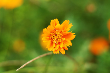 yellow color flower and plant