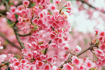Vintage sakura or cherry blossom