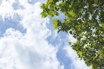 beautiful sky with leaves