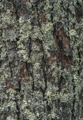 green forest mosses of Northern Europe with fir needles