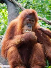 Captive Sumatran Orangutans (Orangutang, Orang-utang)