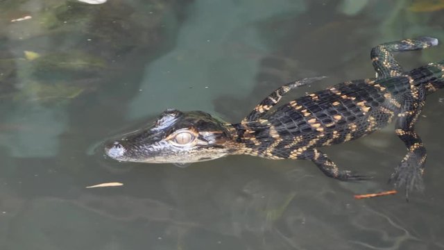 Close up view of an american alligator baby swimming in the water at the Everglades National Park, Florida