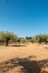 Centennial olive trees in San mateo, Via augusta de Castellon