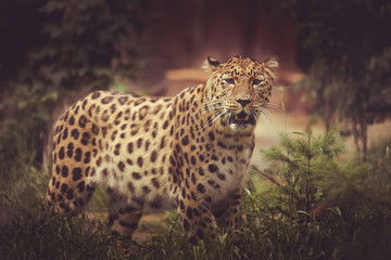 leopard in tree