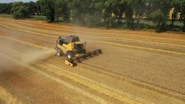Side view of the harvester red and blue tractor, producing cleaning yellow rapeseed at farmers ' fields. The raw material is poured from the agricultural machine into a brown trailer, the heat comes