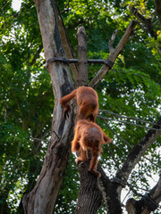 Captive Sumatran Orangutans (Orangutang, Orang-utang)
