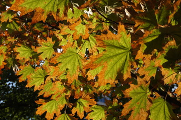 maple leaves in autumn, texture for background, a lot of cpace for text