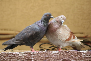 Two pigeon bird loving to each other