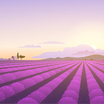 Vector flat landscape illustration of beautiful lavender field on sunrise: sky, mountains, cozy houses, lavender. For travel banner, card, touristic advertising, wedding invitation, brochure, flayer. © artflare