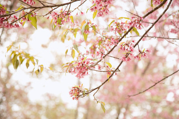 Obraz premium Beautiful cherry blossom or sakura in spring time over sky