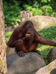 Captive Sumatran Orangutans (Orangutang, Orang-utang)