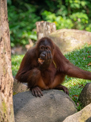 Captive Sumatran Orangutans (Orangutang, Orang-utang)