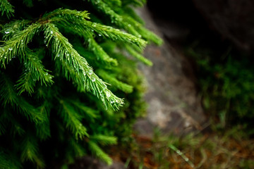 Drops of dew on the branches of a green Christmas tree, close-up, natural vegetative background. Christmas background
