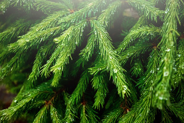 Drops of dew on the branches of a green Christmas tree, close-up, natural vegetative background. Christmas background