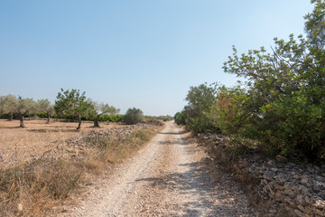 Fototapeta na wymiar Centennial olive trees in San mateo, Via augusta de Castellon
