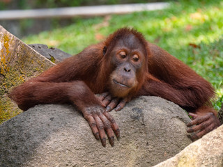Captive Sumatran Orangutans (Orangutang, Orang-utang)