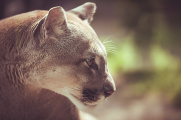 portrait of a puma