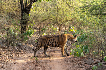 Mystery male bengal tiger crossing one of jungle trail in dry deciduous forest during full day safari at Ranthambore National Park, Sawai Madhopur, Rajasthan, India 