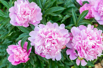 A whole family of peonies bloom in the early morning with dew.