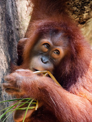 Captive Sumatran Orangutans (Orangutang, Orang-utang)