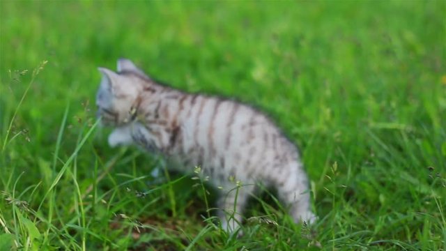 Little Playful Gray Kitten Play and Run on a Green Grass