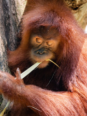 Captive Sumatran Orangutans (Orangutang, Orang-utang)