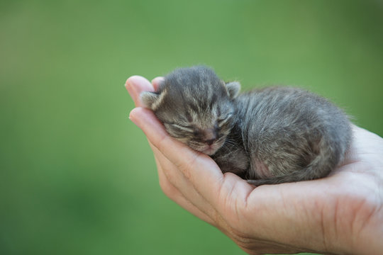 Newborn Kitten Sleeping In Human Hand