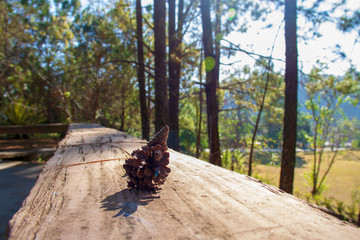The seats at the front of porch and the pine cones that fell on with sun light in morning.