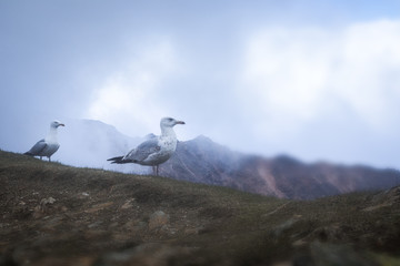 birds looking suspicious