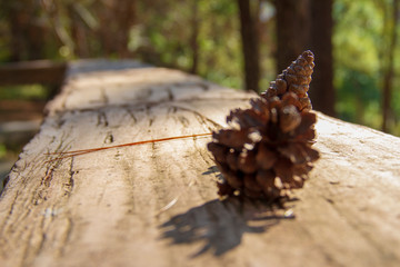 The seats at the front of porch with blurred the pine cones that fell on.