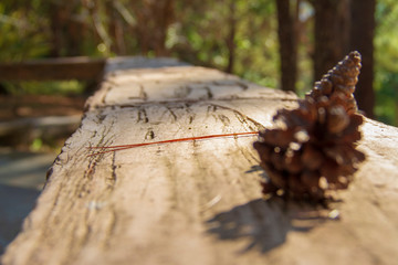 The seats at the front of porch with blurred the pine cones that fell on.