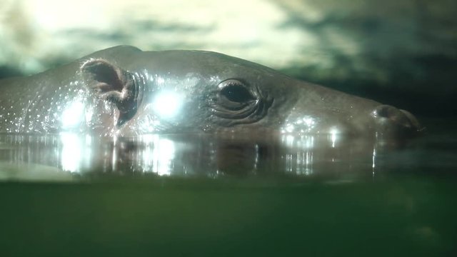 Hippopotamus minor are swimming footage slow motion