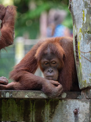 Captive Sumatran Orangutans (Orangutang, Orang-utang)
