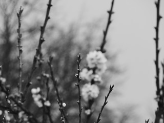 Detalle de ramitas y flores en blanco y negro.