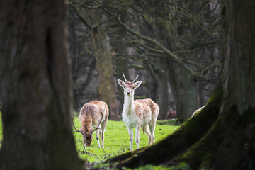 Group of deer grazing, Peak district - UK