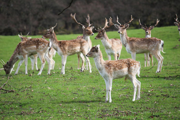 Naklejka na ściany i meble Group of deer grazing, Peak district - UK