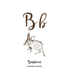 Bandicoot, A to z, alphabet sketch australian pouched animals drawing vector illustration. Vintage hand drawn with lettering. Letter B for Bandicoot. ABC.