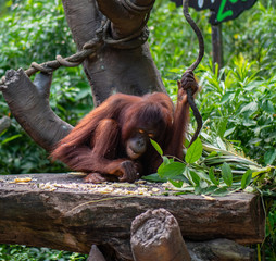 Captive Sumatran Orangutans (Orangutang, Orang-utang)