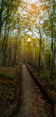 Walking or footpaths, hiking with green trees, nature, good environment and the light from the lamp in thailand.No people